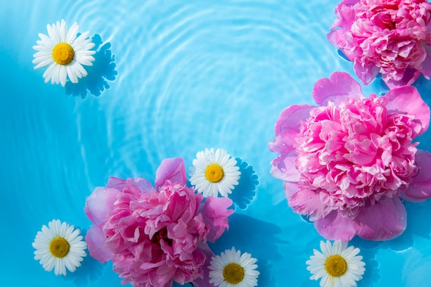 Schöne Kamillenblüten und Pfingstrosen, die auf blauem Hintergrund auf dem Wasser schwimmen Draufsicht flach gelegt