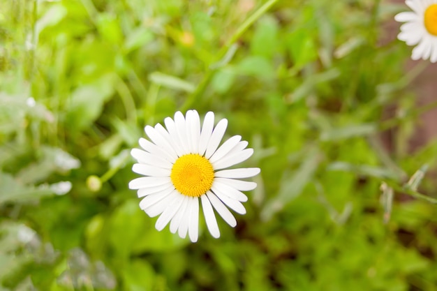 Schöne Kamillenblumennahaufnahme. Frühlingsgänseblümchen.