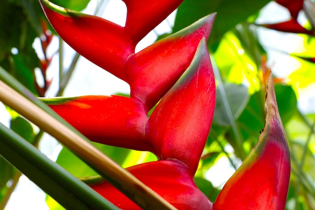 Schöne karibische Heliconia bihai Blumenhummerschere