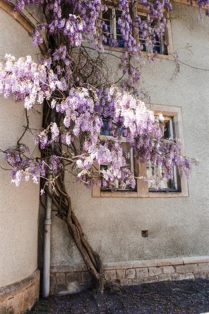 Schöne Kaskade von Glyzinienblüten