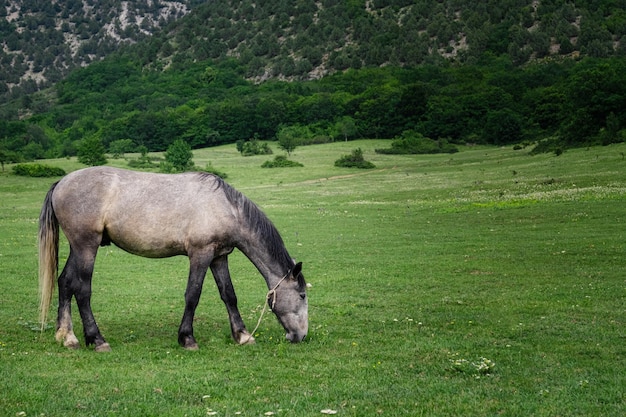 Schöne Kastanienpferde auf einem Bauernhof im Sommer