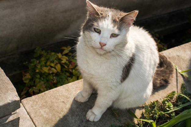 Schöne Katze als Haustier im Blick