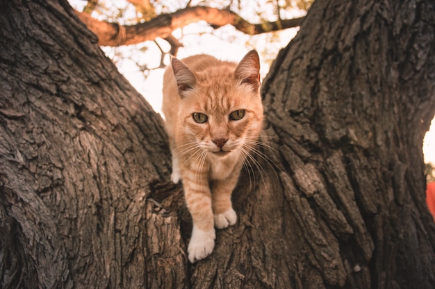 Schöne Katze am Baum