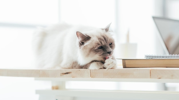 Schöne Katze auf dem Desktop