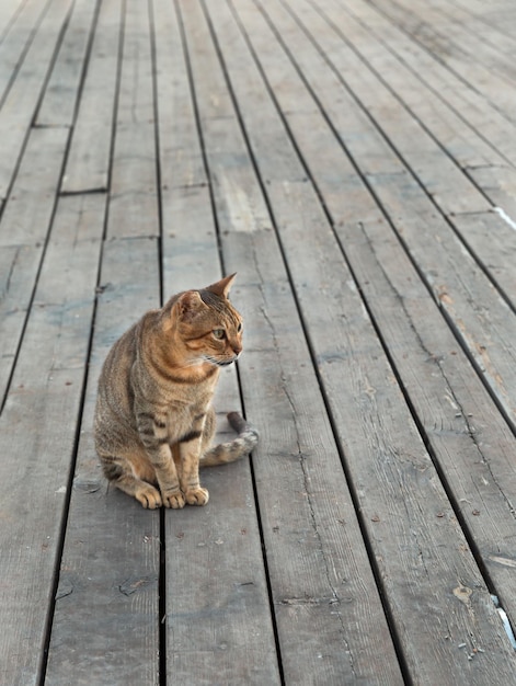 Schöne Katze auf dem Hintergrund von Holzbrettern