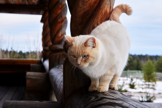 Schöne Katze auf einem massiven Holzgeländer der Veranda eines Dorfhauses auf dem Hintergrund einer Winterlandschaft