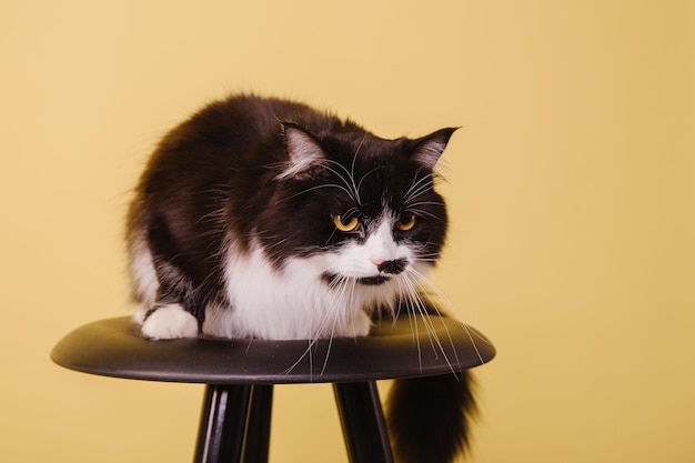 Schöne Katze auf gelbem Hintergrund