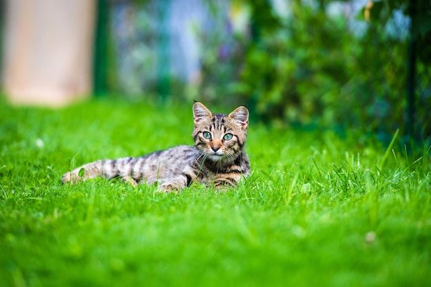 Schöne Katze auf grünem Gras