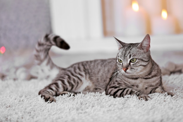 Schöne Katze auf hellem Hintergrund