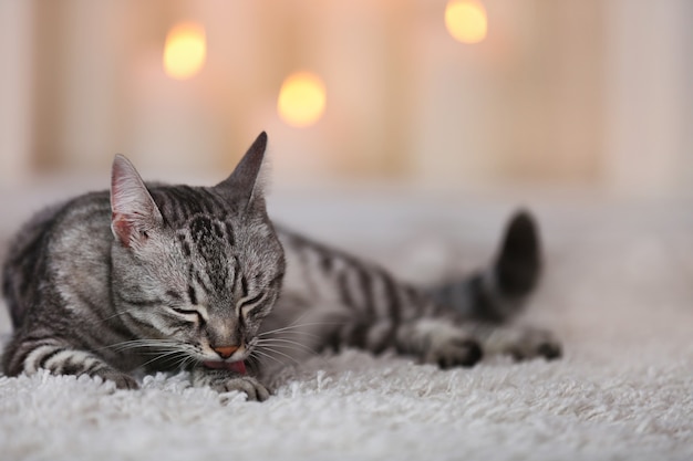 Schöne Katze auf hellem Hintergrund