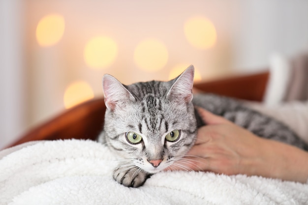 Schöne Katze auf heller Oberfläche