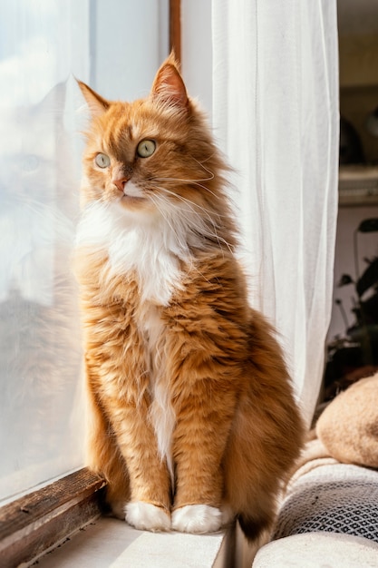 Foto schöne katze, die aus dem fenster schaut