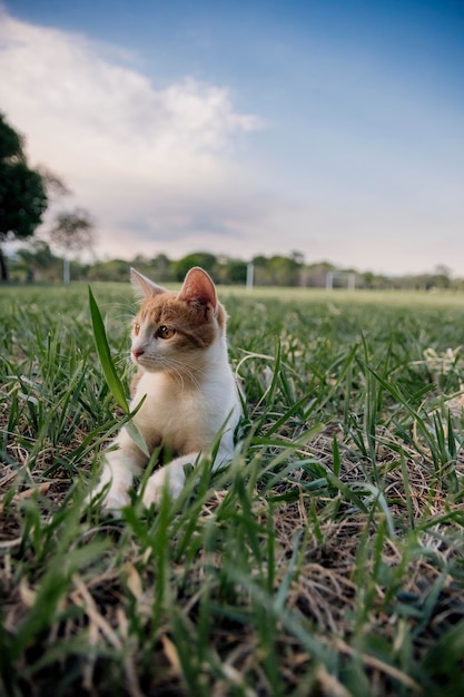 Schöne Katze, die einen schönen Tag genießt