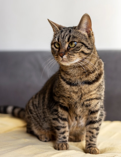 Schöne Katze, die im Bett sitzt