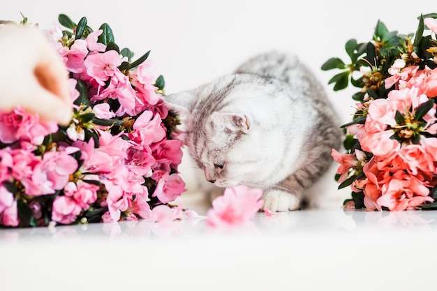 Schöne Katze, die mit Blumentöpfen spielt