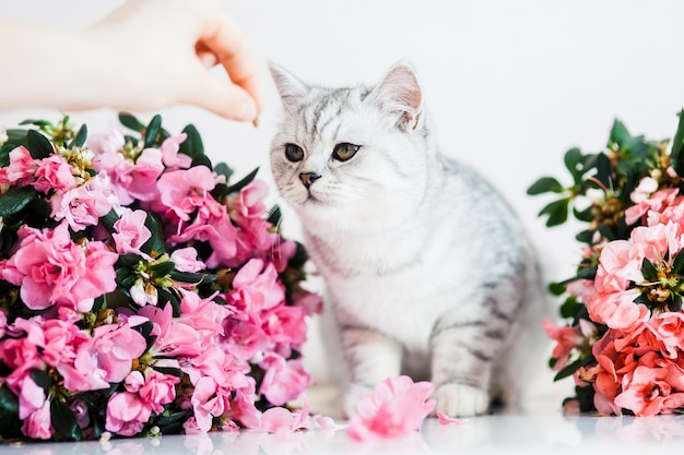 Schöne Katze, die mit Blumentöpfen spielt