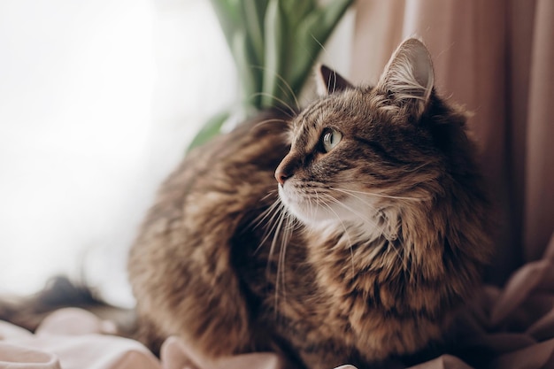 Schöne Katze, die mit erstaunlichen grünen Augen, großen Schnurrhaaren und lustigen Emotionen auf dem Hintergrund des Fensterraums mit Tulpen-Maine-Coon-Platz für Textmorgenlicht aussieht