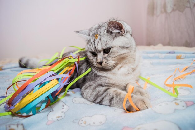 Schöne Katze, die mit farbigen Bändern spielt Graues lustiges Kätzchen