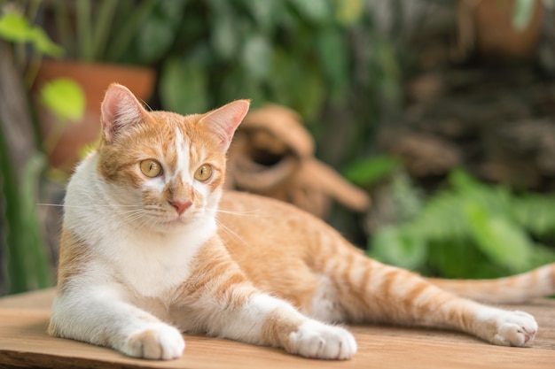 Schöne Katze draußen im Garten.