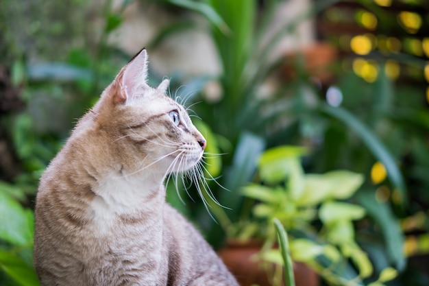 Schöne katze im garten.