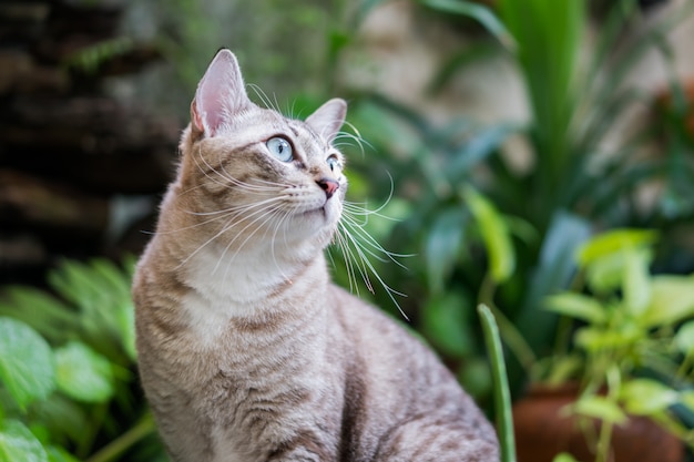 Schöne Katze im Garten.