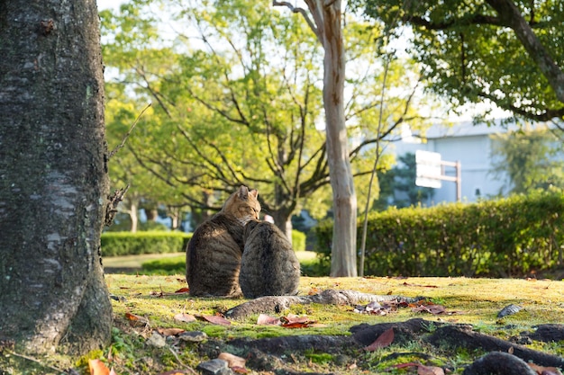 Schöne Katze im Park