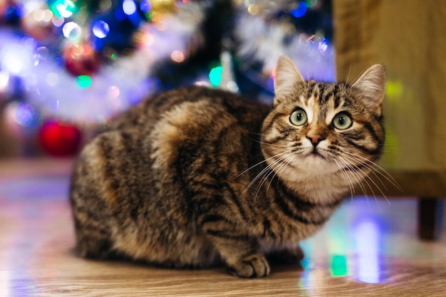 schöne Katze in der Nähe des Neujahrsbaums
