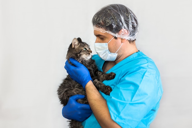 Schöne Katze in der Tierklinik, ein Arzt hält und kuschelt es, Haustierpflegekonzept