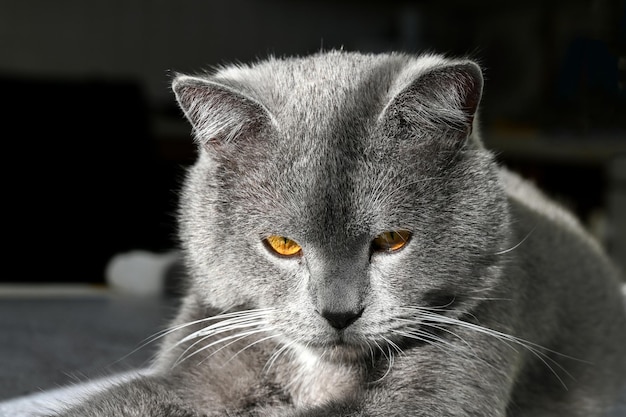 Schöne Katze liegt in der Küche auf dem Tisch