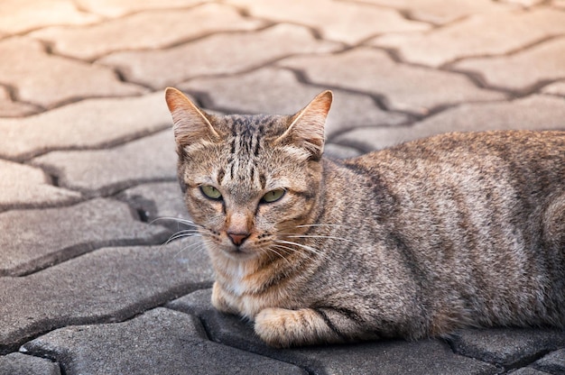 Schöne Katze mit Augen, die braun aussehen Süße Katze Katze liegend verspielte Katze entspannender Urlaub