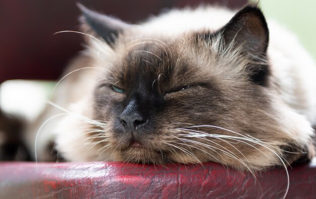 Schöne Katze mit blauen Augen sitzt auf einem Stuhl.