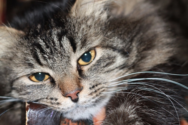 Schöne Katze mit blauen Augen.