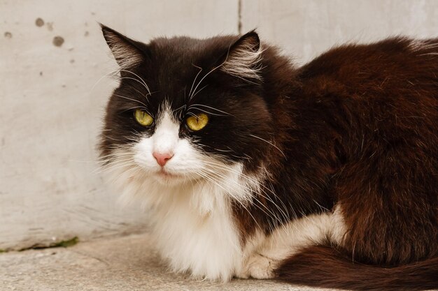 Schöne Katze mit grünen Augen