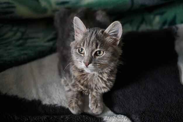 Schöne Katze mit hellen Augen