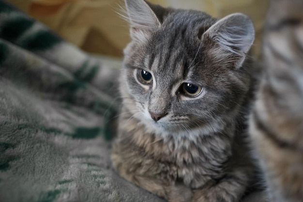 Schöne Katze mit hellen Augen