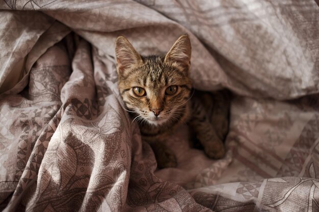 Schöne Katze mit hellen Augen