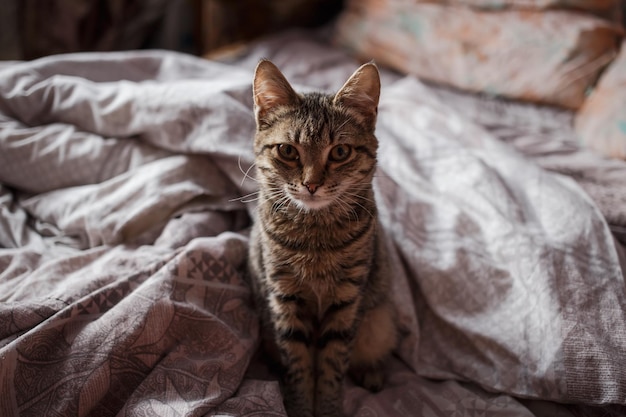 Schöne Katze mit hellen Augen