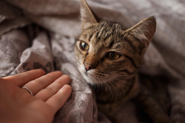 Schöne Katze mit hellen Augen