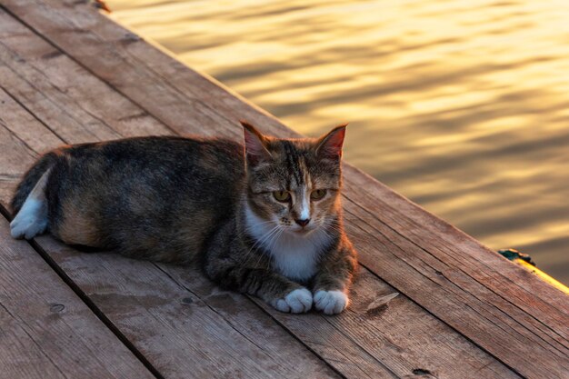 Schöne Katze ruht auf dem Pier des Sees bei Sonnenuntergang im Freien Porträt einer Katze