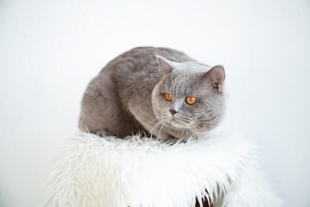 Schöne Katze sitzt in einem Raum im Inneren.