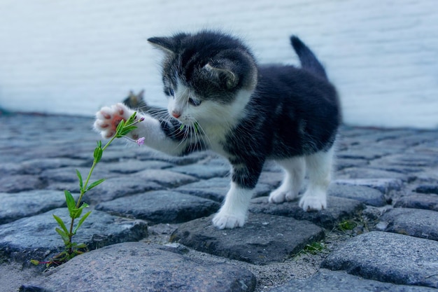 Schöne Katze spielt mit dem Baum