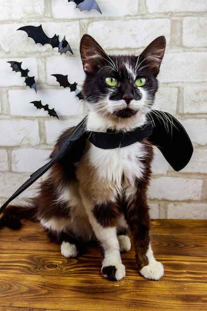 Schöne Katze trägt ein Halloween-Flachtierkostüm