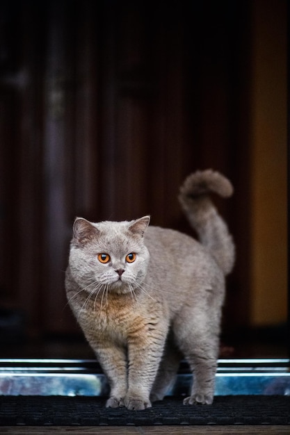 Schöne Katze zu Hause