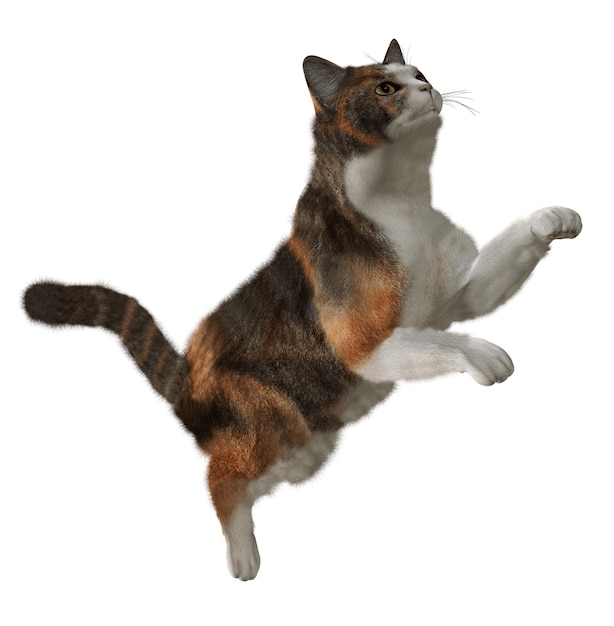 Schöne Katze