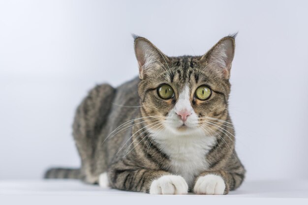 Foto schöne katzenaufnahme auf weißem hintergrund