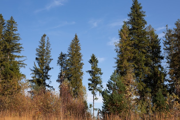 Schöne Kiefern gegen den blauen Himmel