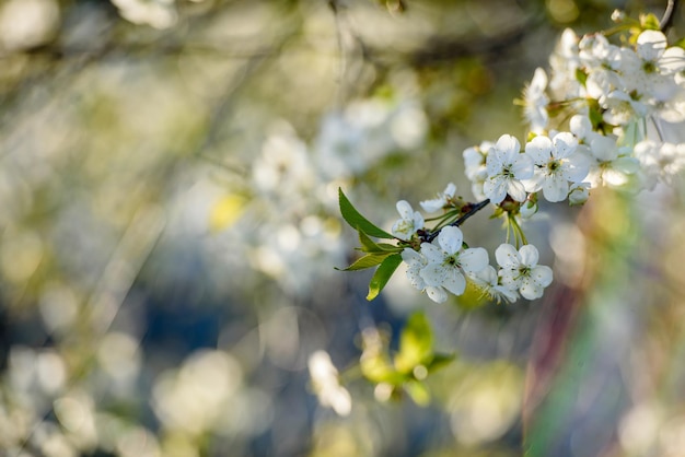 Schöne Kirschblüte auf grünem Hintergrund