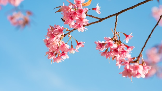 Schöne Kirschblüte-Blume (Kirschblüte) im Frühjahr