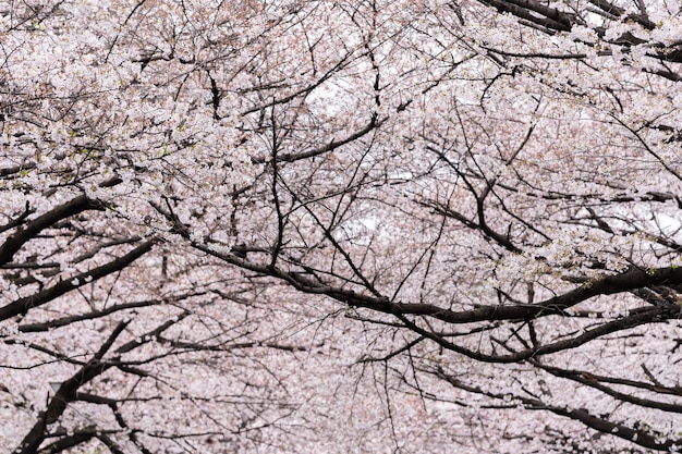 Schöne Kirschblüte, Cherry Blossom-Blume