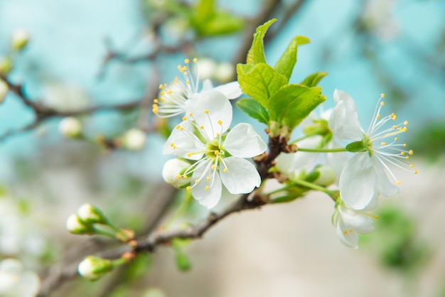 Schöne Kirschblüte im Frühjahr Blühender Baum über Naturhintergrund Spring Background